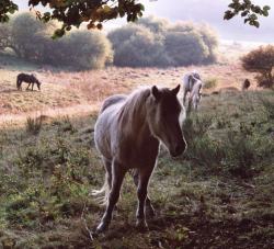 Ponies